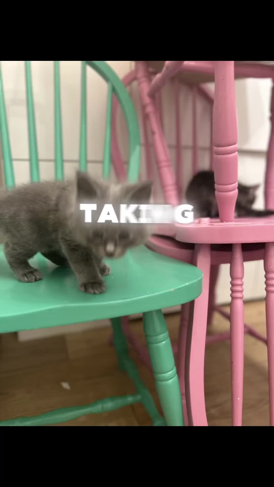 Ragcoon cats for sale: Ragcoons!  in Shepton Mallet - Video 4