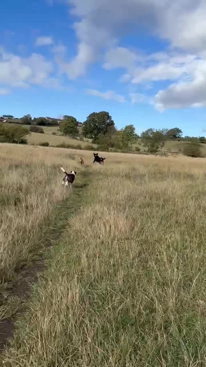 Mixed Breed dogs for sale: Mixed breed male dog - Video 1