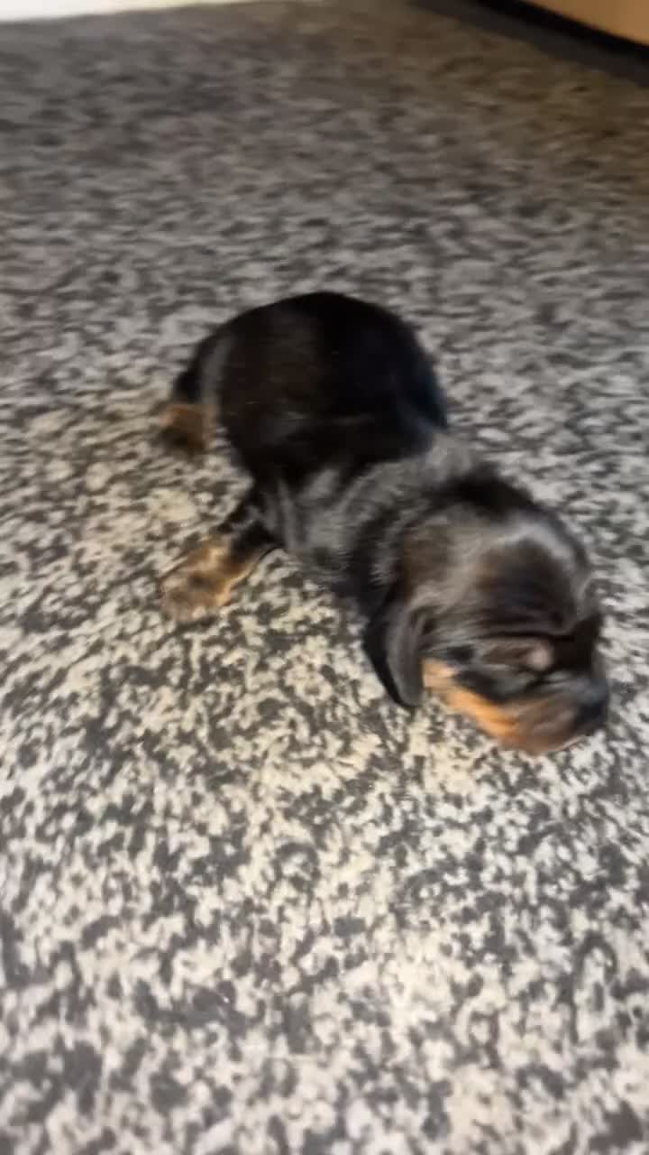Dachshund dogs for sale: Dachshund puppies - Video 3
