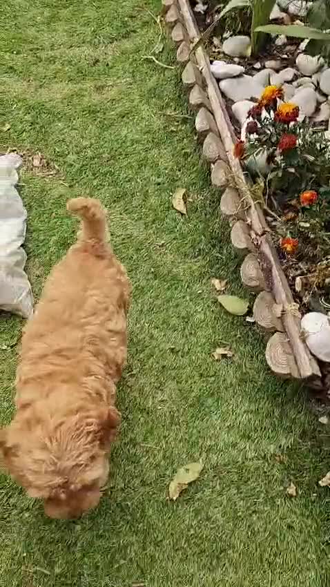 Cockapoo dogs for sale: Cockapoo for sale  - Video 1