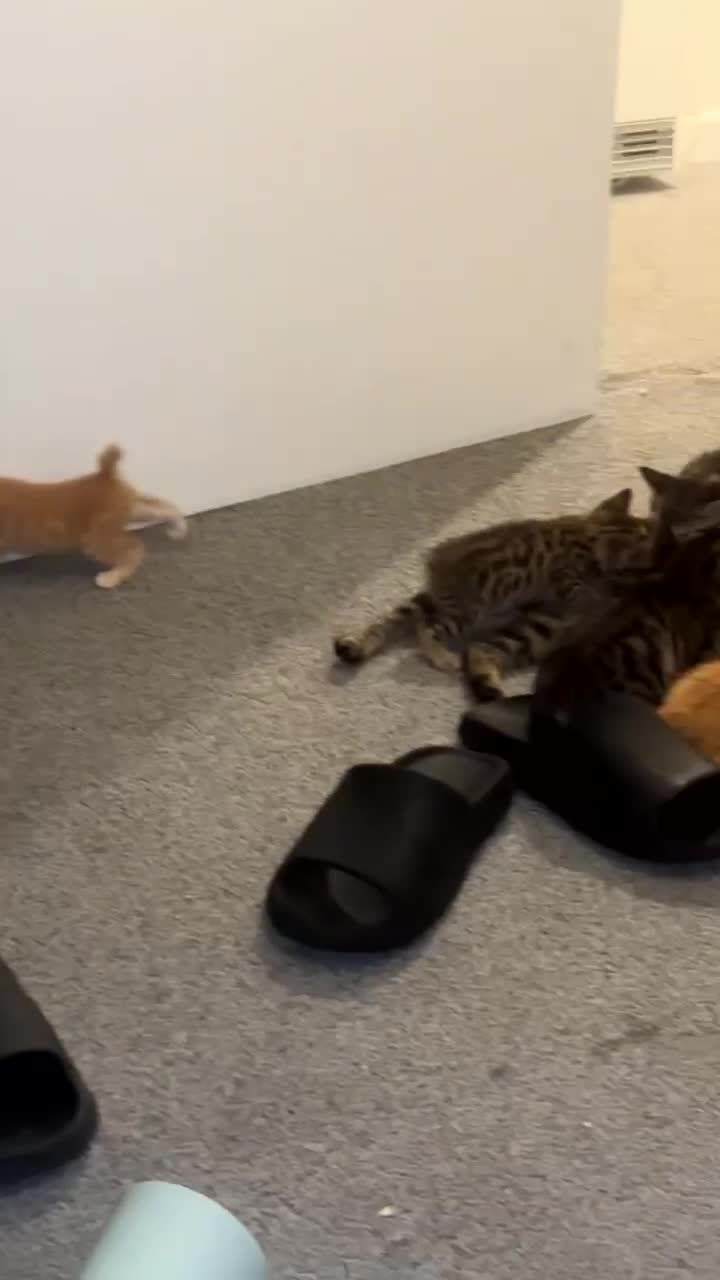 Manx cats for sale: Beautiful Banx Kittens  - Video 1