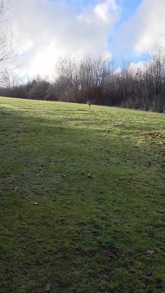 Lhasa Apso dogs for adoption: Special dog needs special home - Video 2