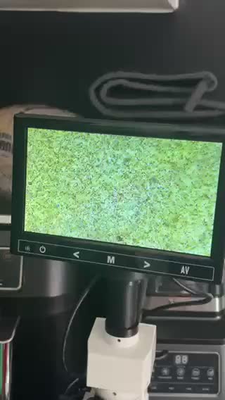 Miniature Dachshund dogs for stud: Long Haired Chocolate & Tan Dapple Mini Dachshund - Video 1