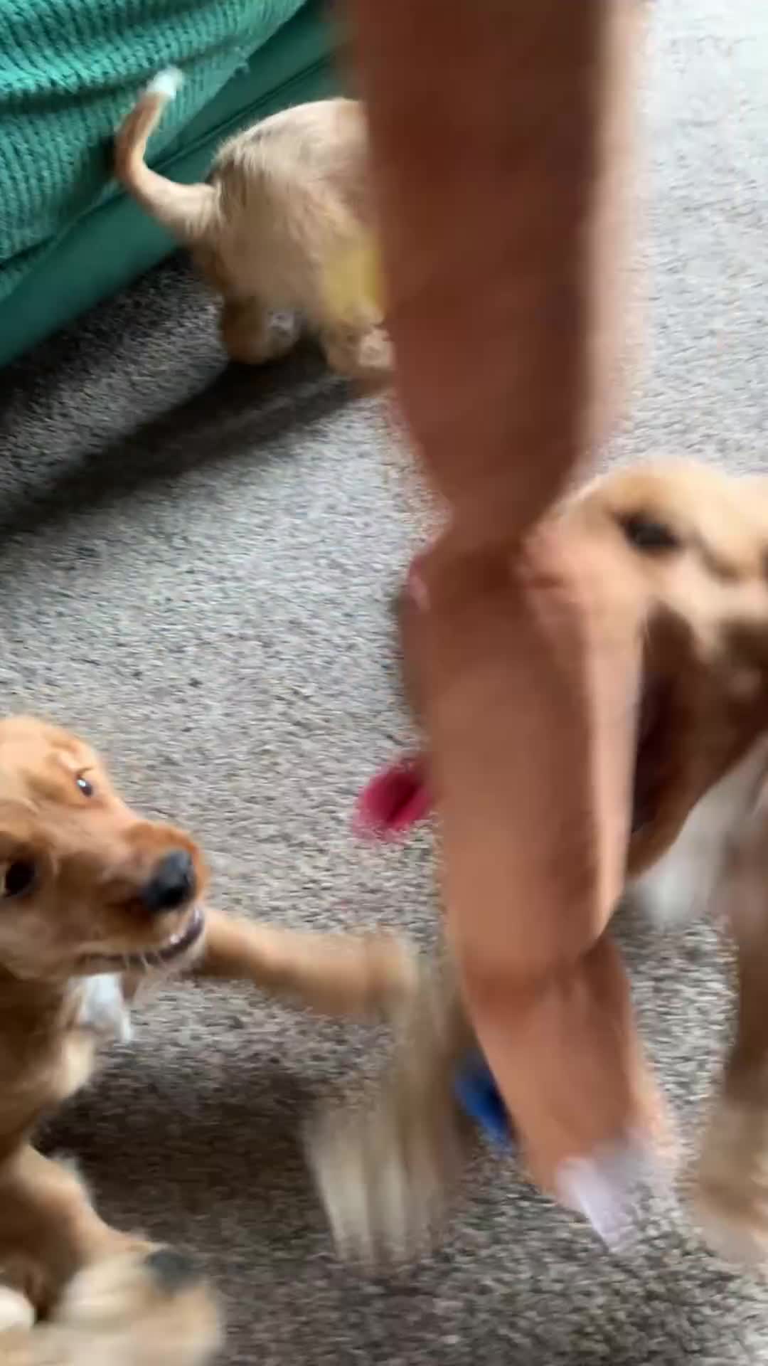 Cockapoo dogs for sale: Cockapoo puppies ready now!!! - Video 4