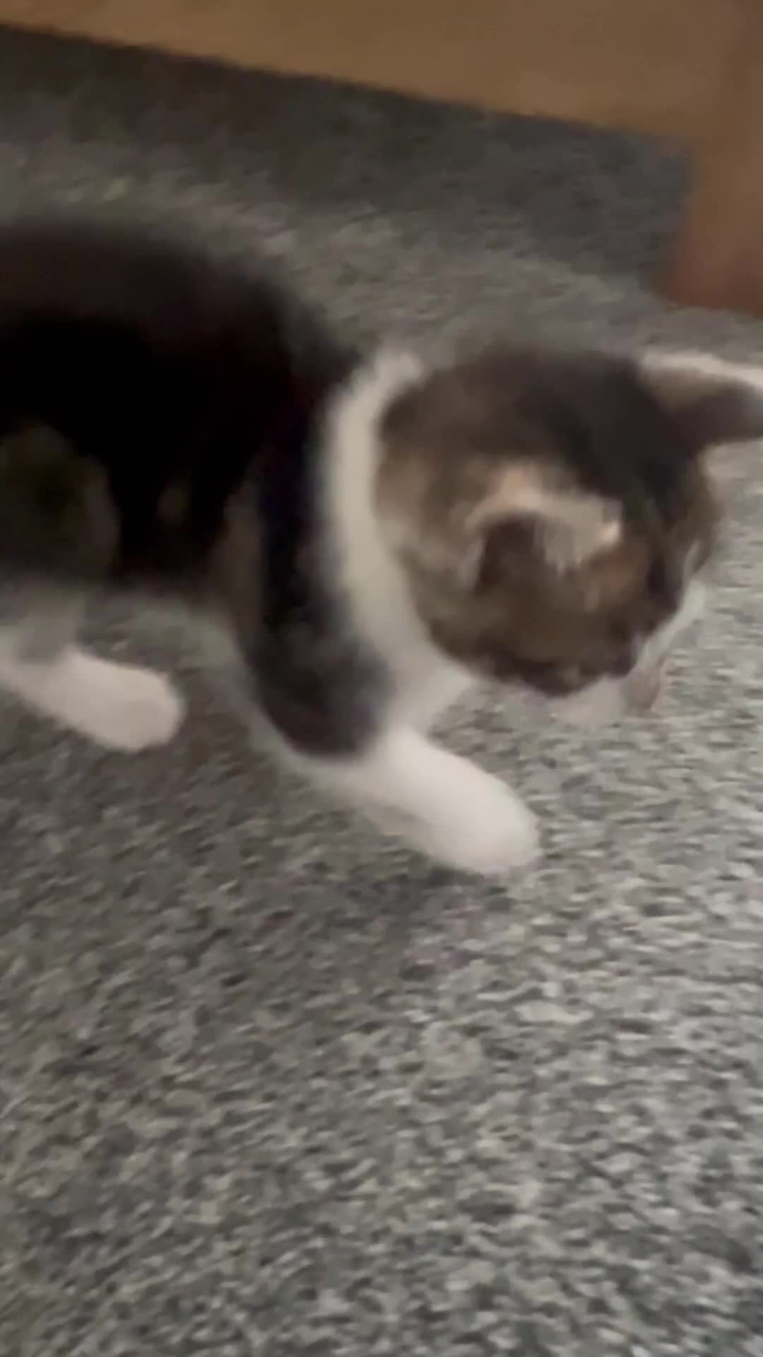 Mixed Breed cats for sale: Healthy & Playful Kittens - Video 1