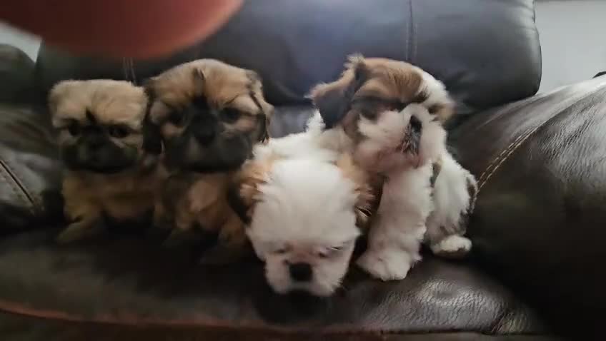 Shih Tzu dogs for sale:  💞 PURE STANDARD SHIH TZU 💕 - Video 3