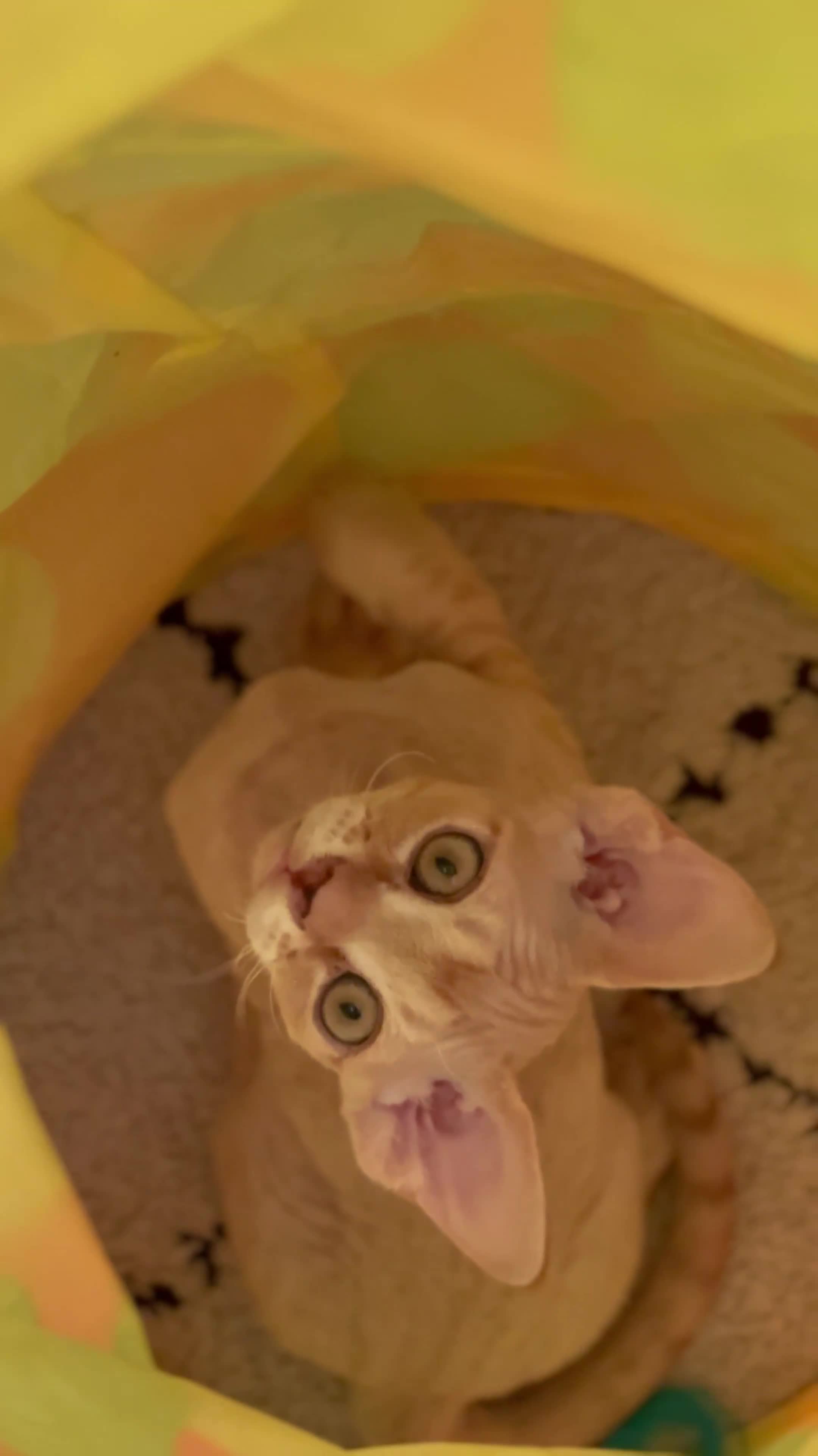 Devon Rex cats for sale: Devon - Video 1