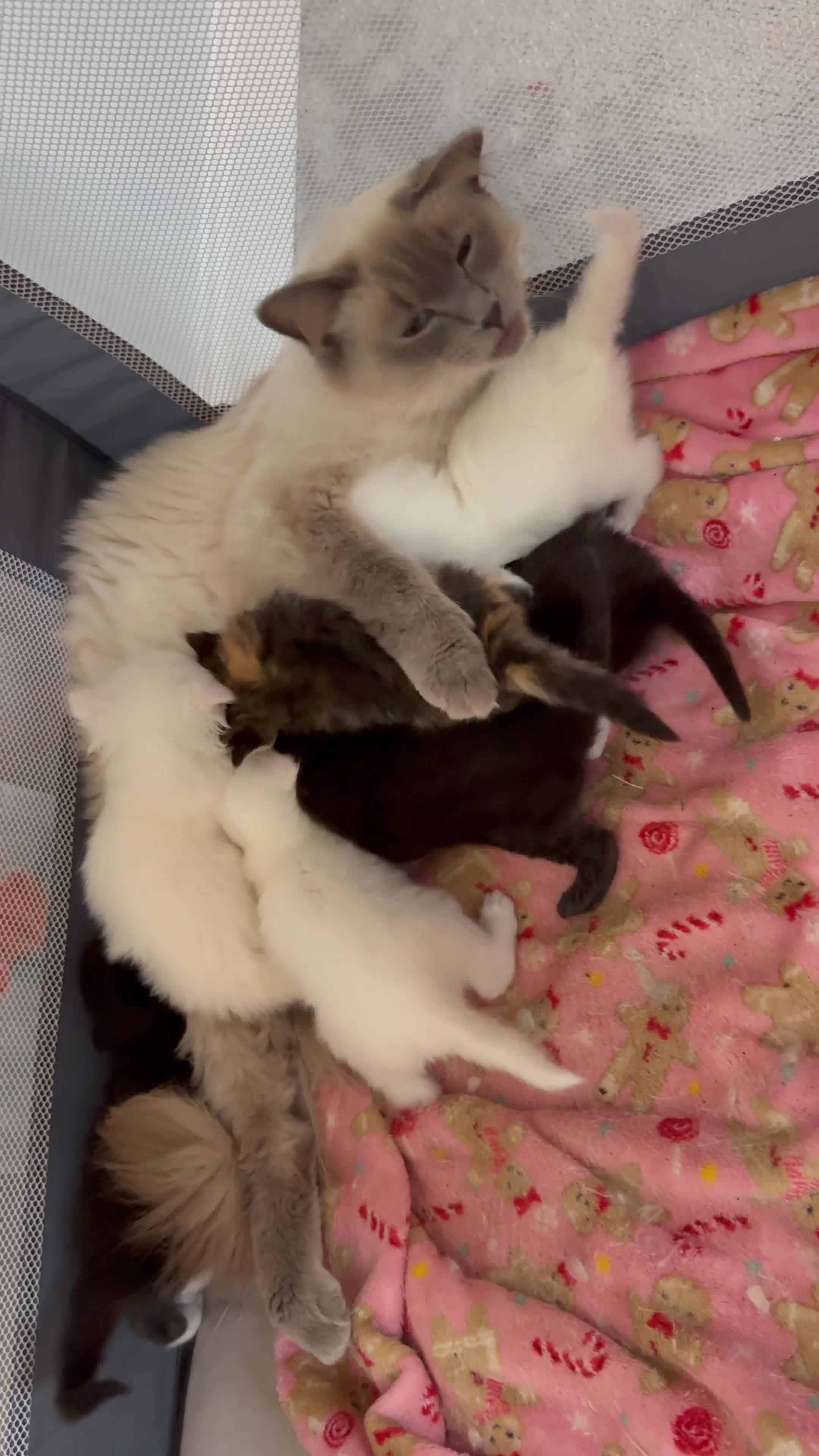 Ragdoll cats for sale: Rag doll and Maine coon cross - Video 1