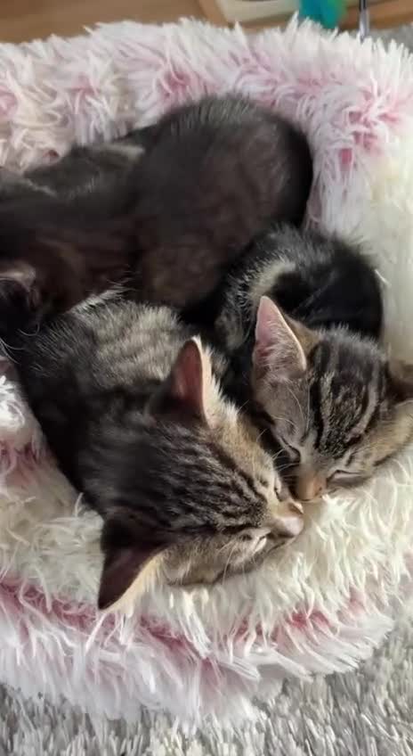 Mixed Breed cats for sale: Three kittens are looking for their homes 🐾 - Video 1
