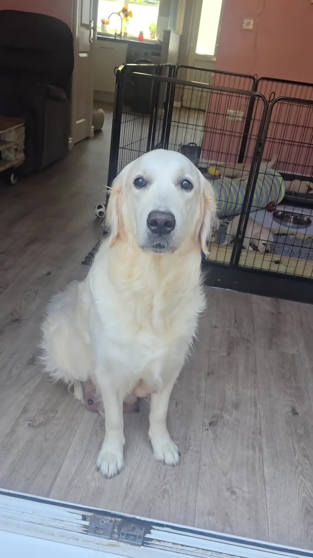 Goldendoodle dogs for sale: Goldendoodle retriever  - Video 2
