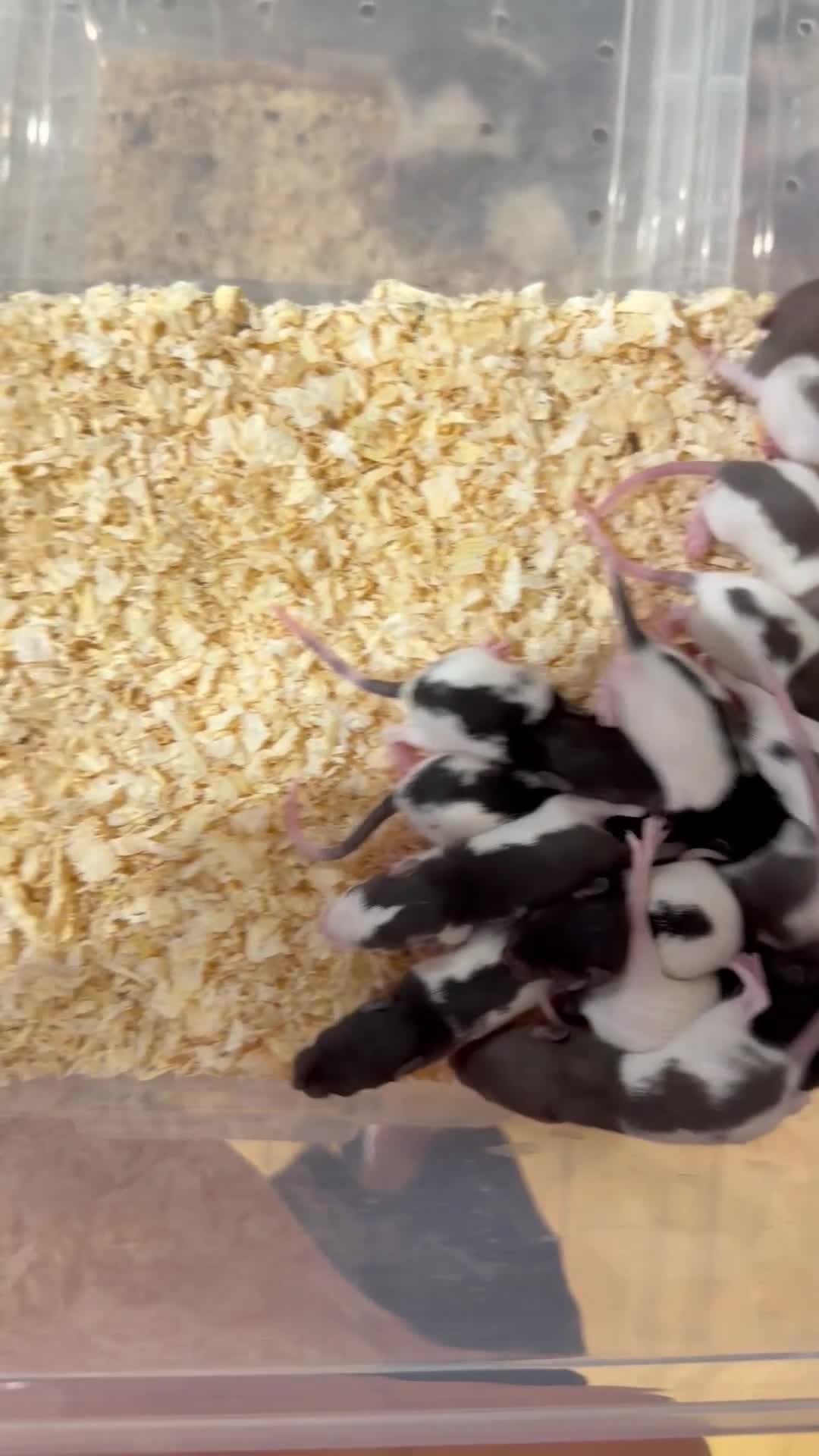 Rat rodents for sale: Pet rats for sale male and female Ava  - Video 1
