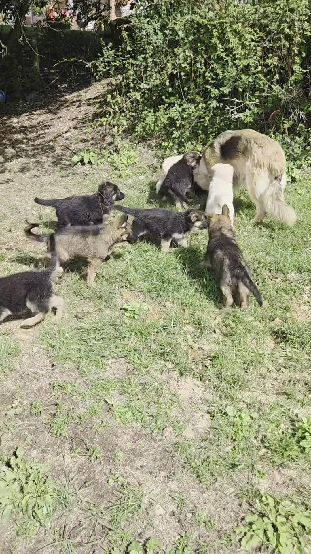 German Shepherd dogs for sale: Quality KC Reg Long Coat German Shepherd Pups  - Video 1