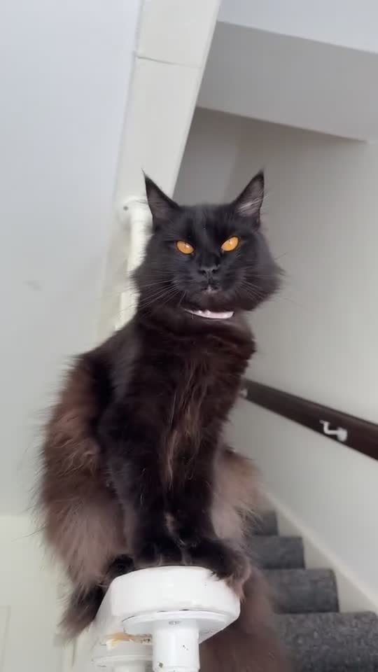 Maine Coon cats for sale: Maincoon - Video 1