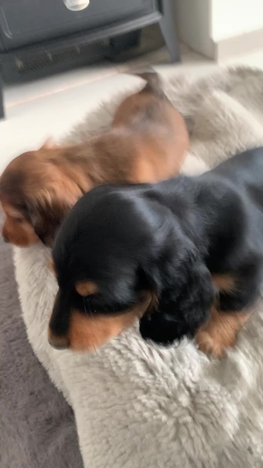 Dachshund dogs for sale: Dachshund longhair  - Video 1