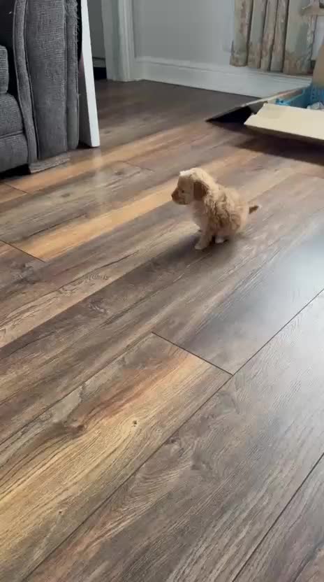 Cockapoo dogs for sale:  Tiny merle cockapoos   - Video 1