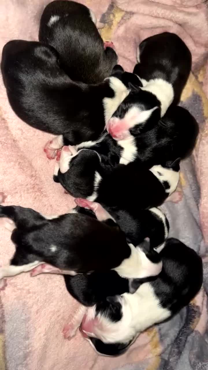 Mixed Breed dogs for sale: 🐾 Border Collie x Blue Heeler Puppies 🐾 in Crewe - Video 2