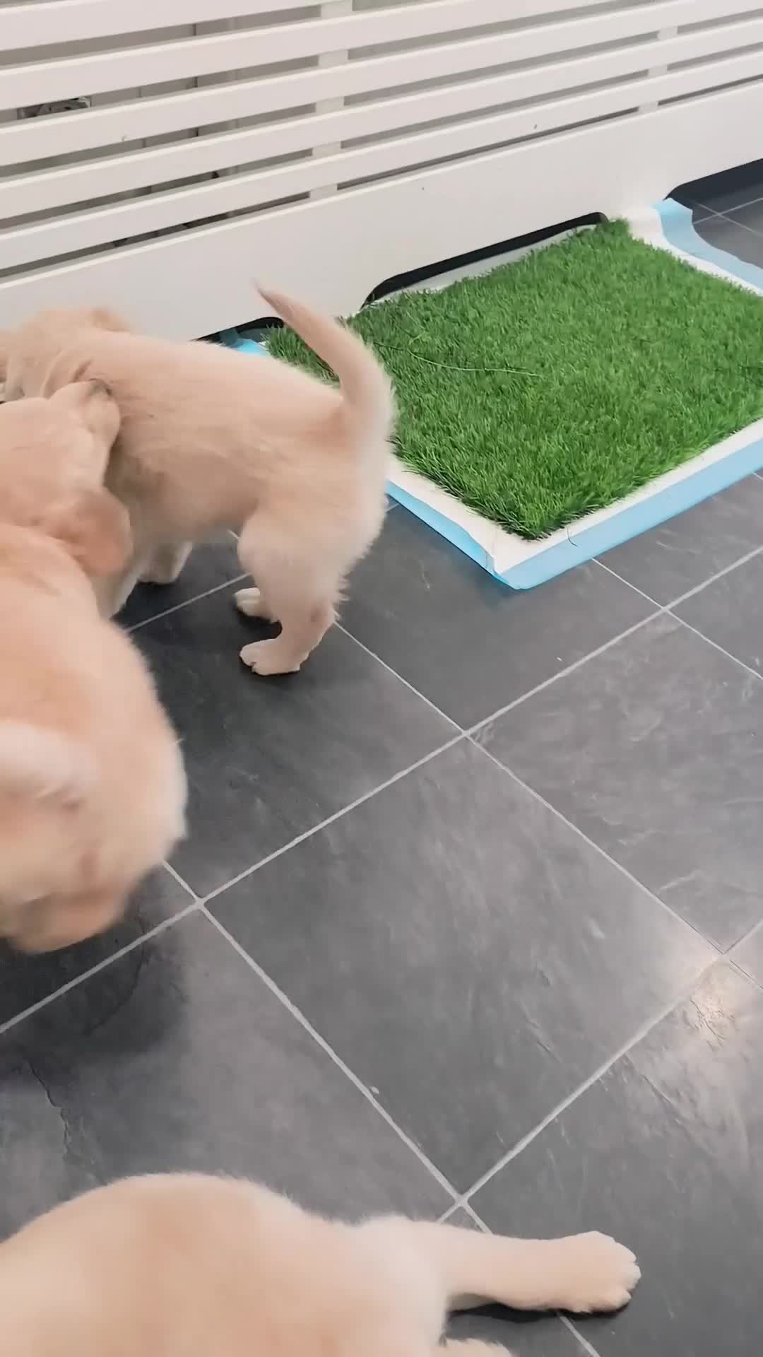 Golden Retriever dogs for sale: Gorgeous golden retriever puppies 🐕 - Video 2