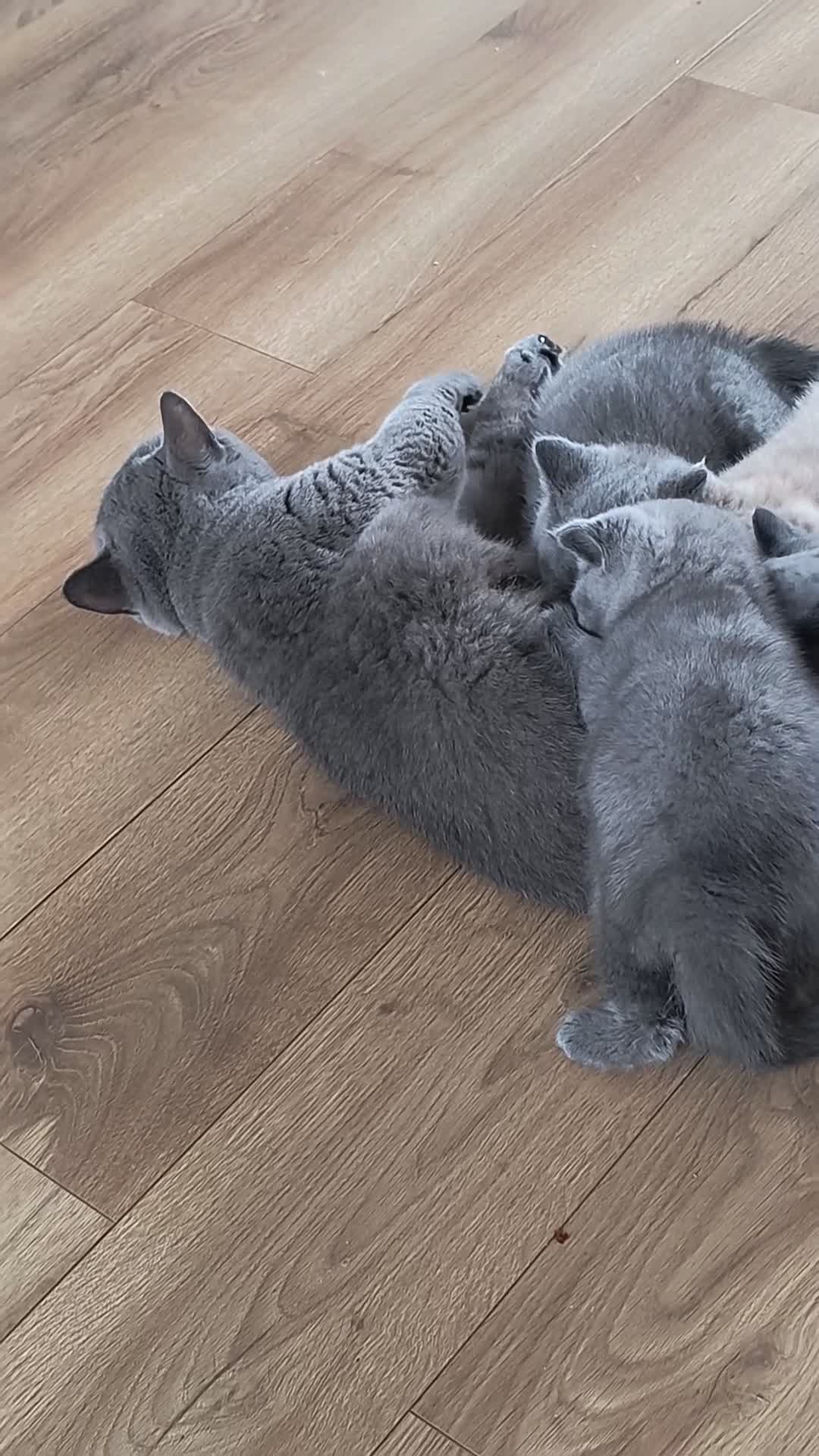 British Shorthair cats for sale: Magnificent litters Vs Outsdanding champion lines. - Video 2