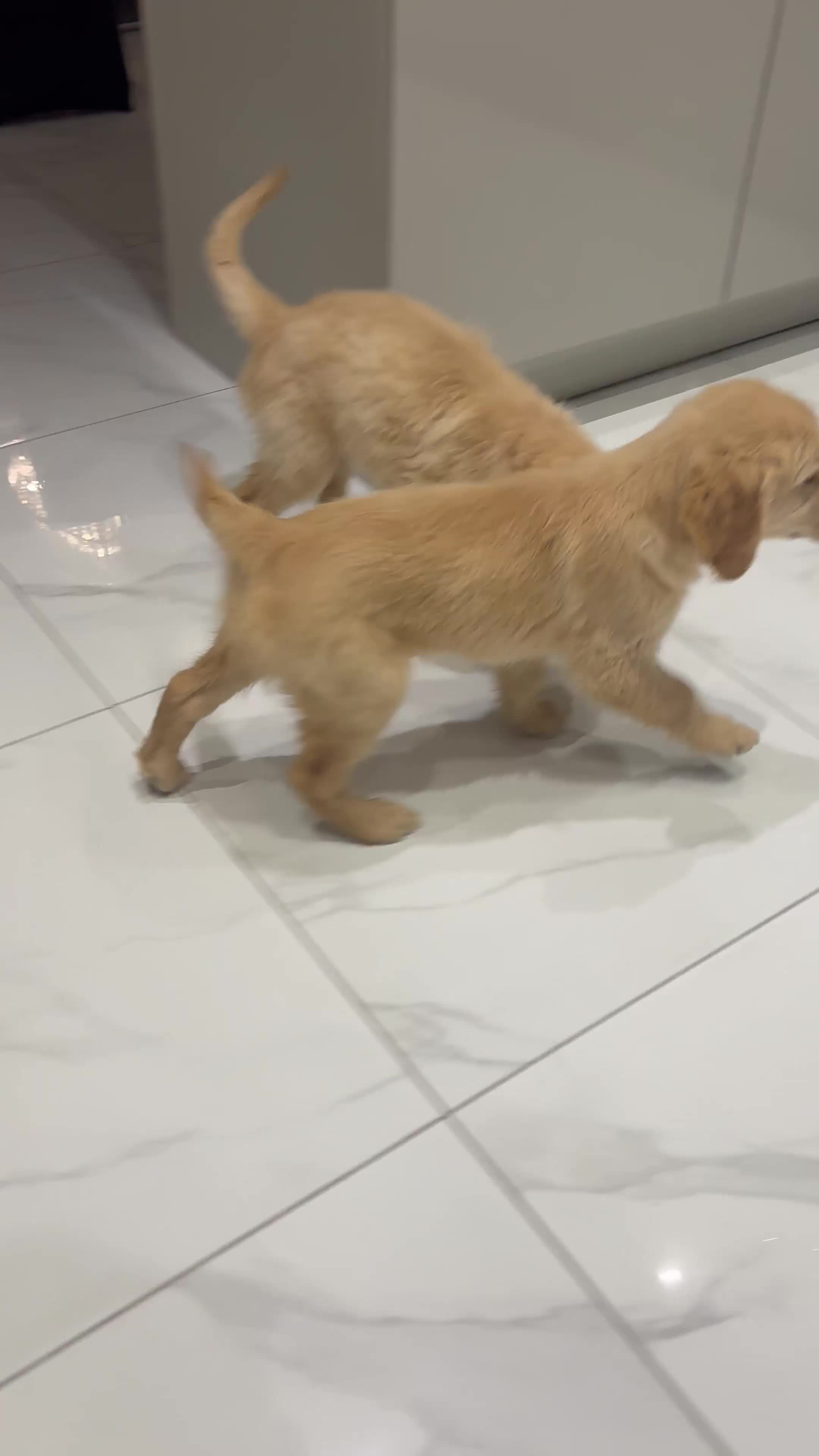 Golden Retriever dogs for sale: Golden retriever  - Video 1