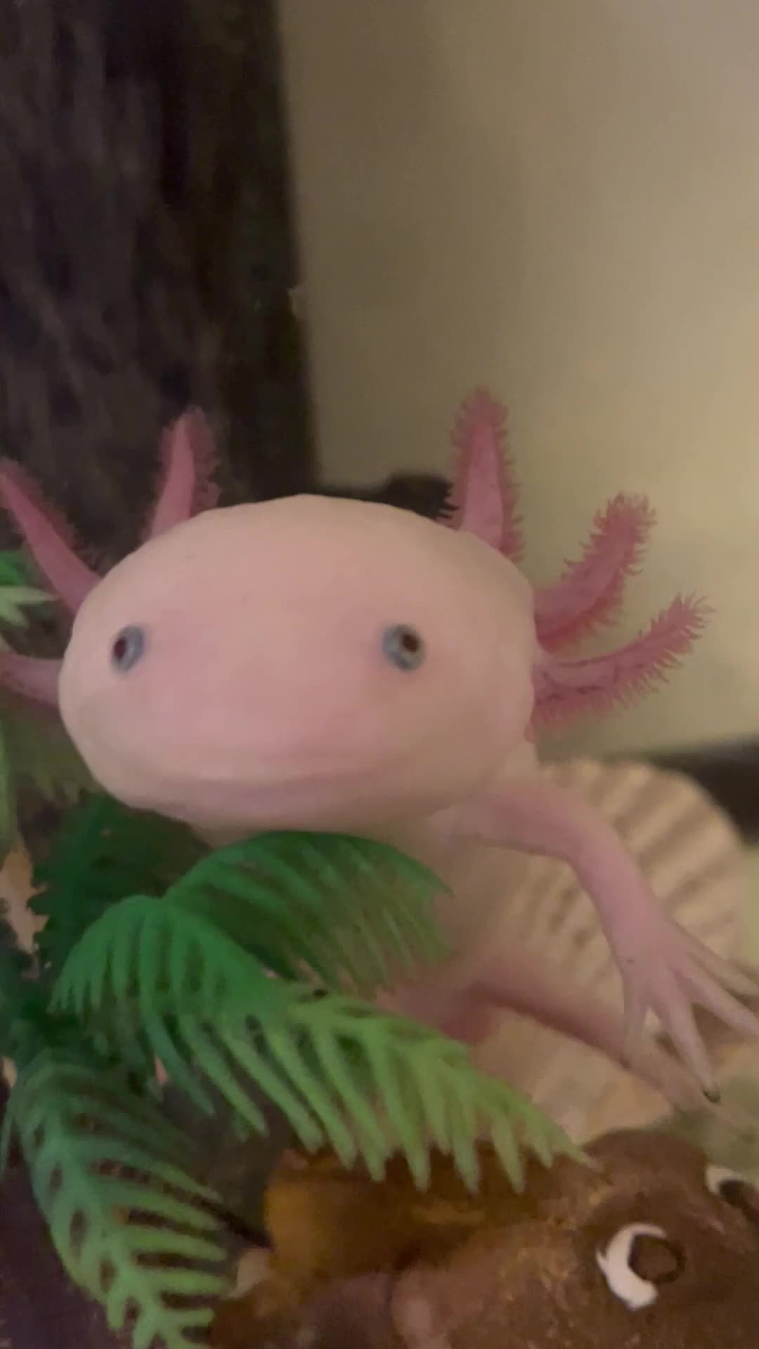 Axolotl reptiles for sale: Leucistic Axolotl - Video 2