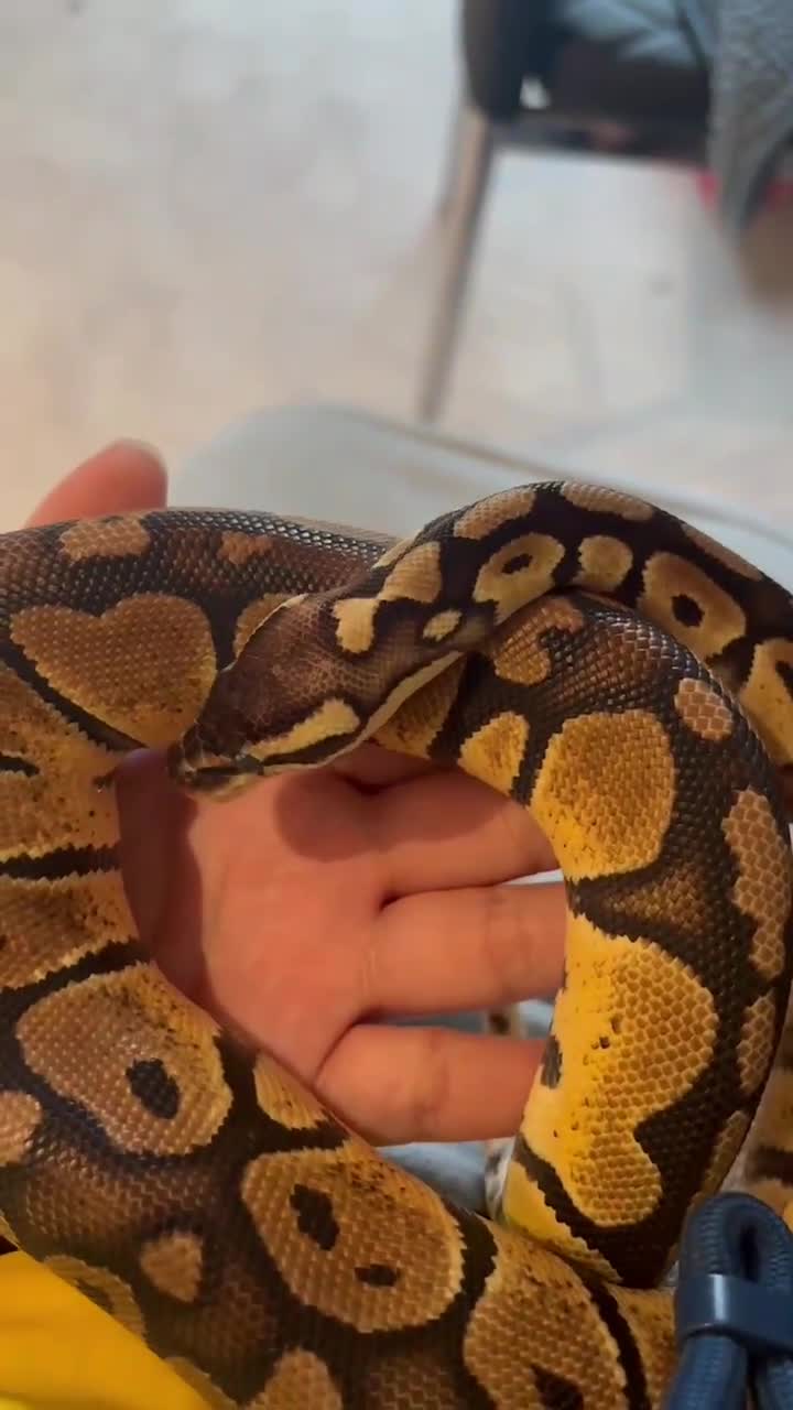 Python Snake reptiles for sale: Female Ball Python Rehome (Free) - Video 1