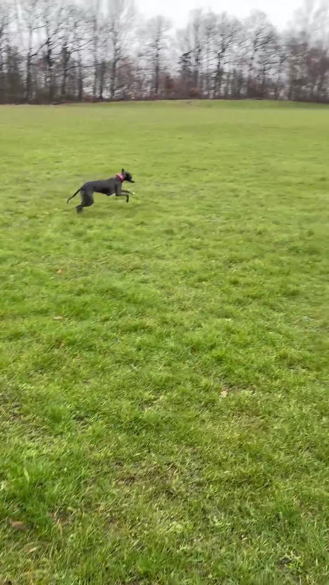 Whippet dogs for sale: Kc registered blue whippet female  - Video 1