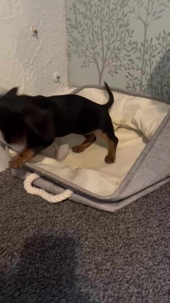 Miniature Dachshund dogs for sale: Miniature Dachshund Puppies ready to go 3/12/25 - Video 1