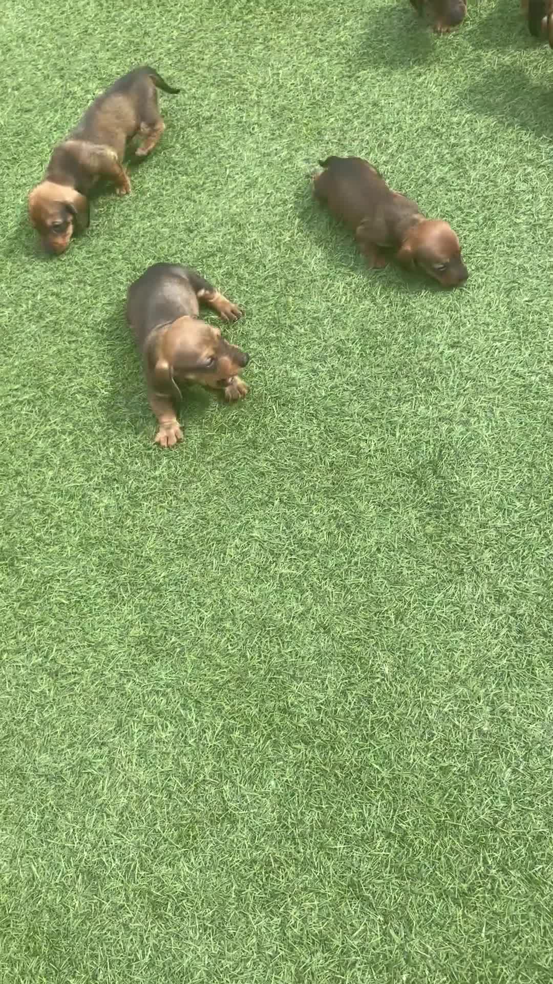 Miniature Dachshund dogs for sale: 6 beautiful minature dachshund puppy’s for sale 😍 in Borehamwood - Video 1