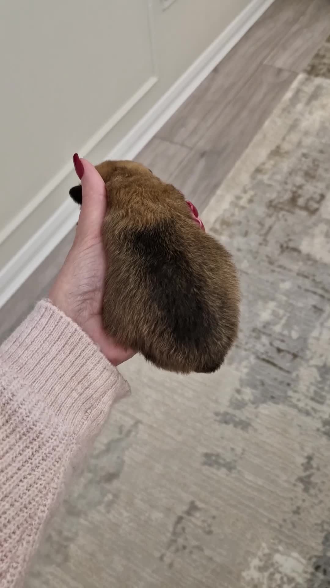 Pomeranian dogs for sale: Adorable KC Reg Pomeranian Pup– Orange Sable Boy - Video 1