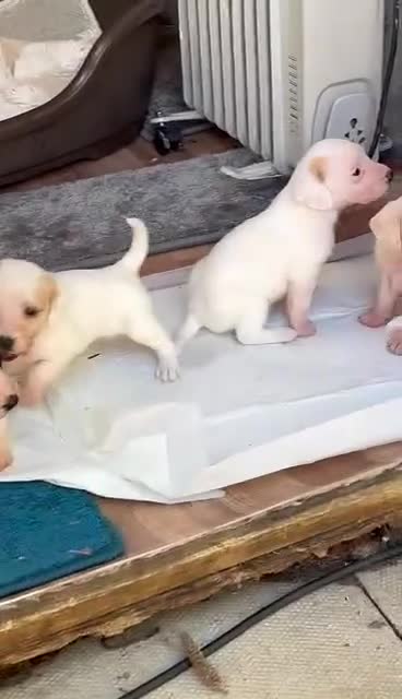 Jack Russell dogs for sale: Jack russell puppys - Video 3
