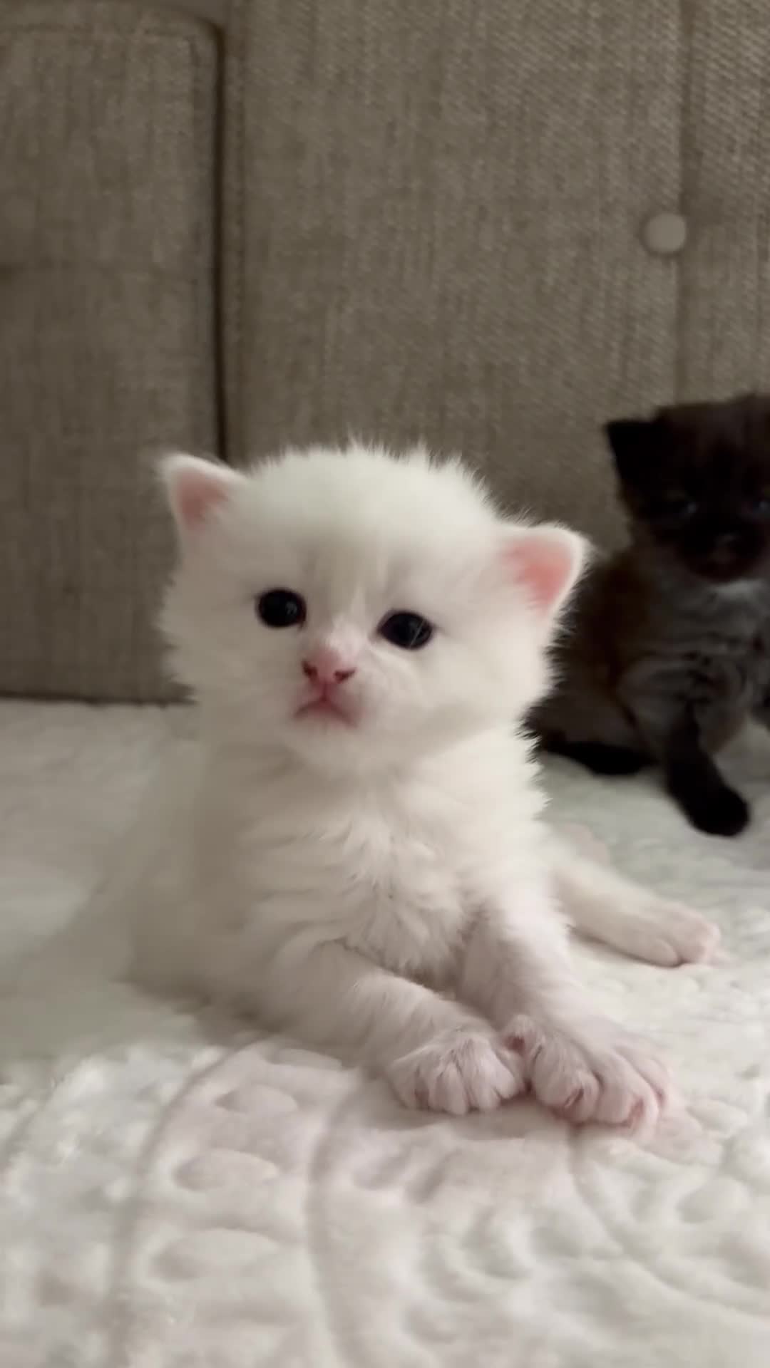 Mixed Breed cats for sale: 4 adorable kittens for sale  - Video 1