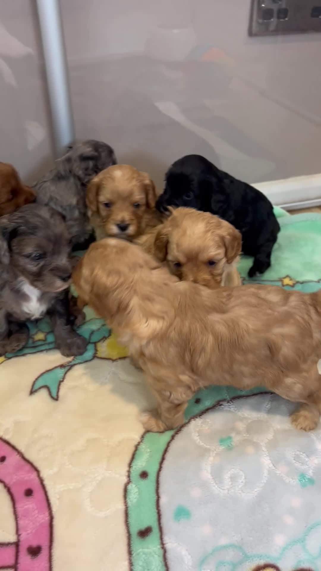 Cavapoo dogs for sale: F1 🌈 litter of Cavapoo cuties clear 🧬 parents  - Video 1