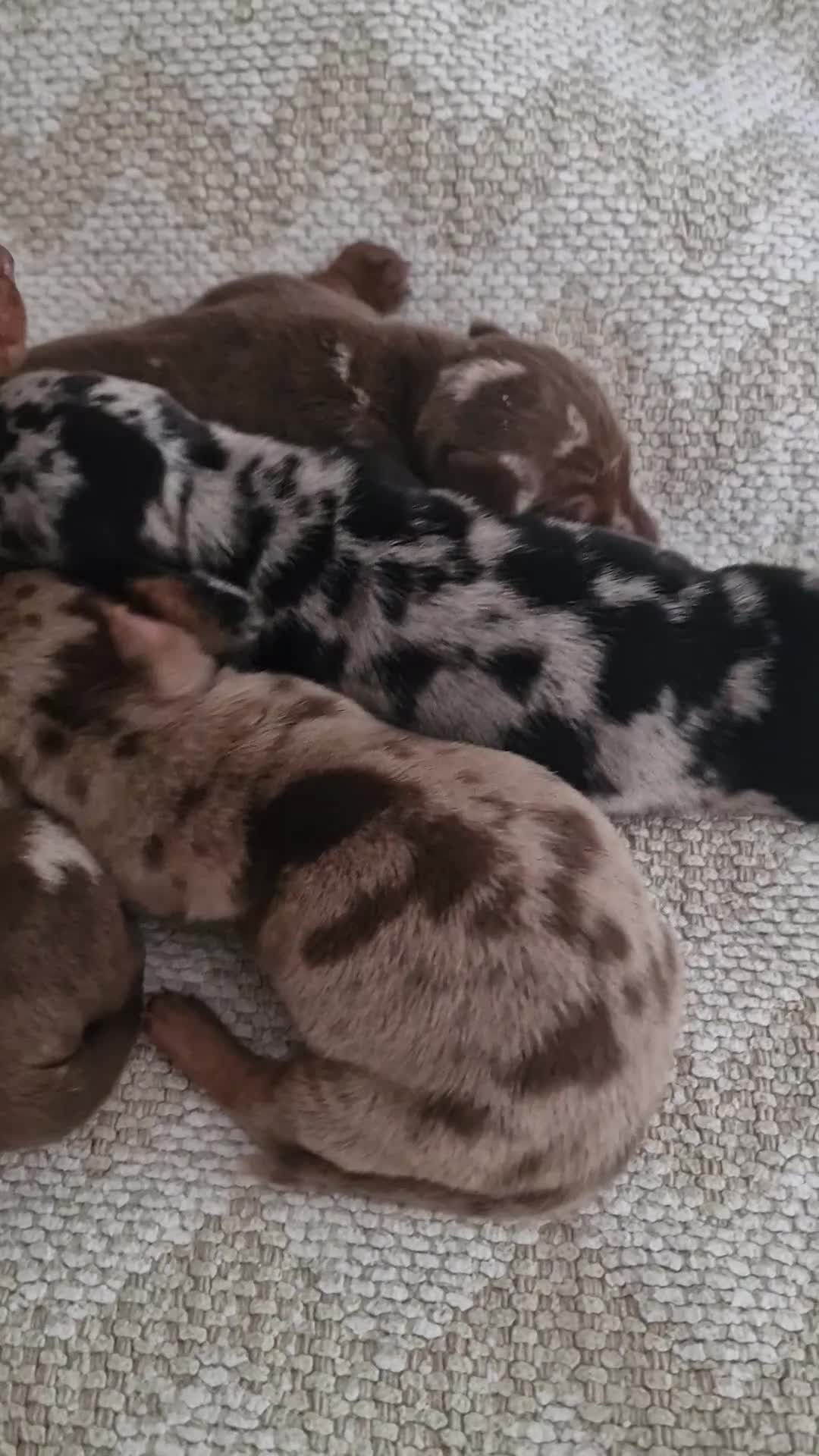 Dachshund dogs for sale: KC Standard Dachshund Puppies - Video 4