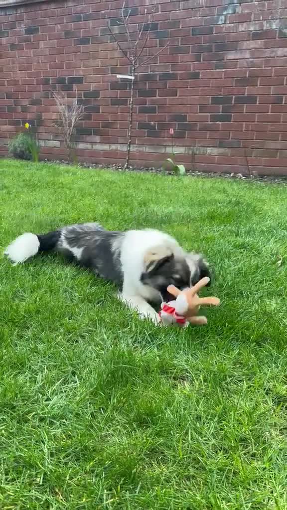 Mixed Breed dogs for adoption: ❤️🐶 RACHEL – A LITTLE ANGEL in Lichfield - Video 1