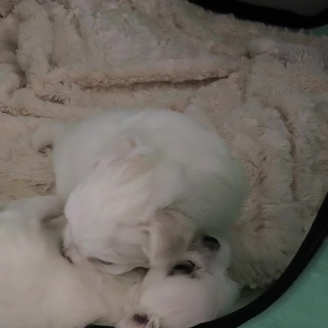 Maltese dogs for sale: Korean line Maltese puppies - Video 2