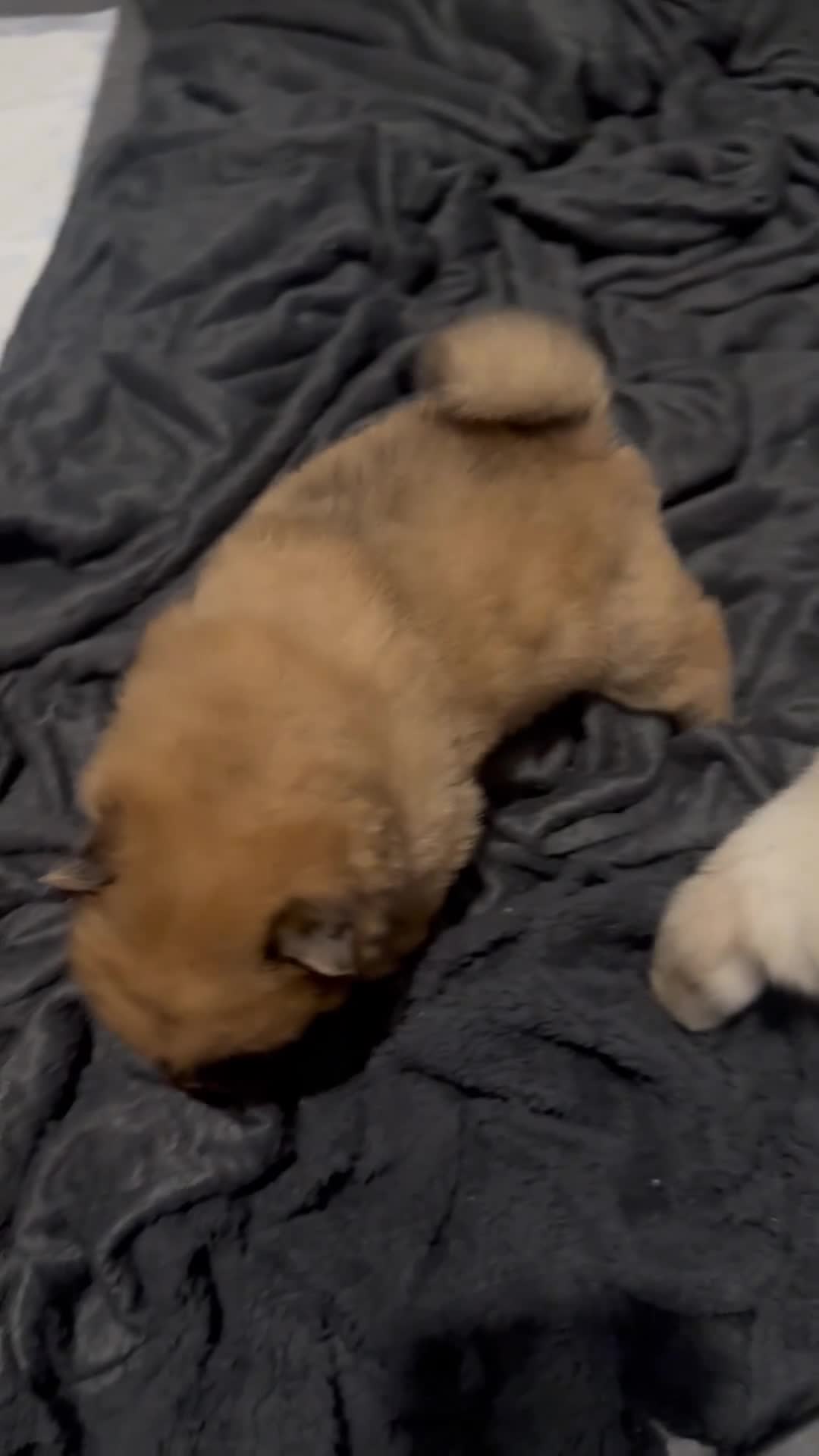 Chow Chow dogs for sale: 2 male chow chow Puppys left ready 30th Aug  - Video 1