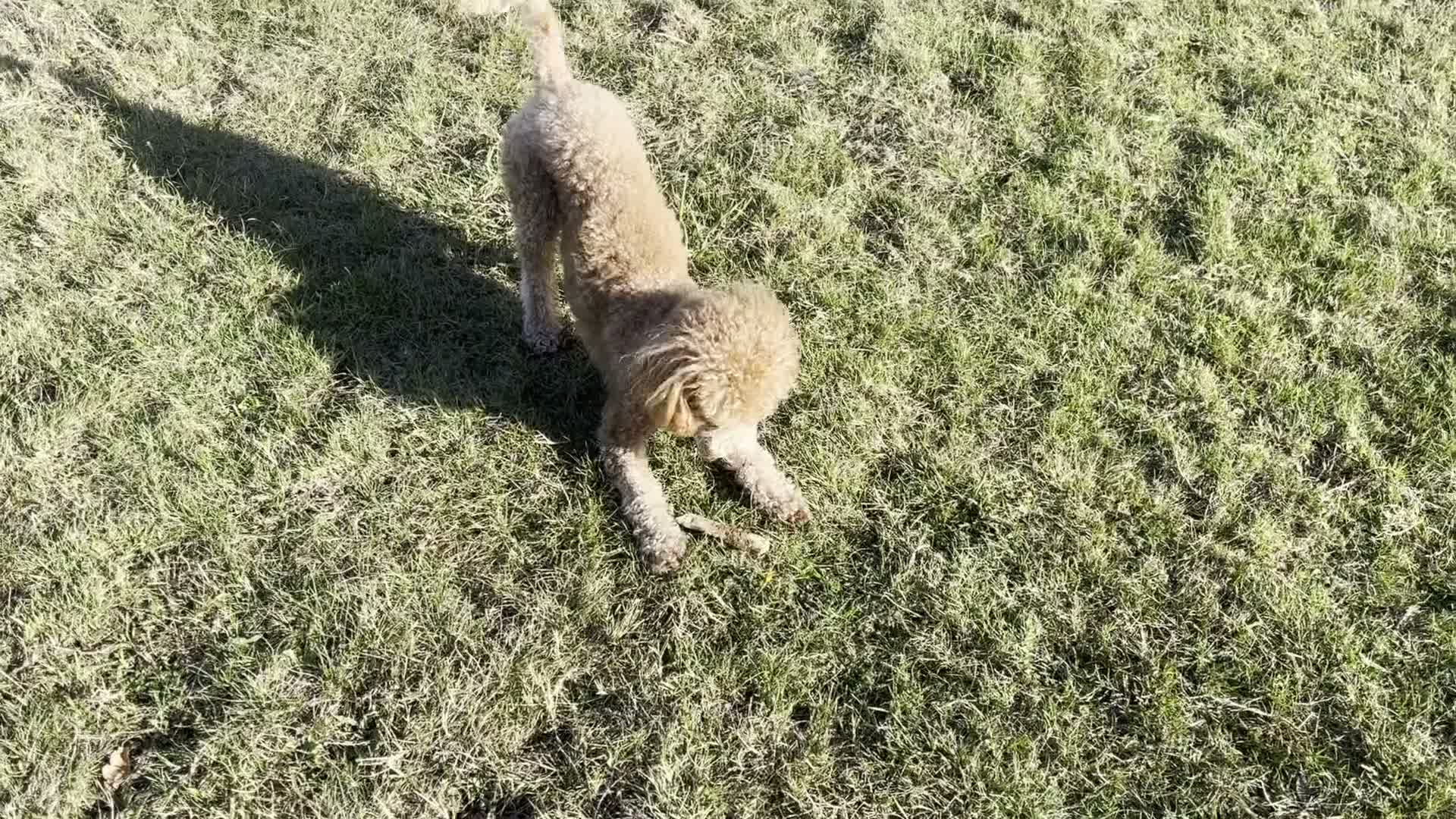 Toy Poodle dogs for sale: KC Registered Red Toy Poodle - Video 4