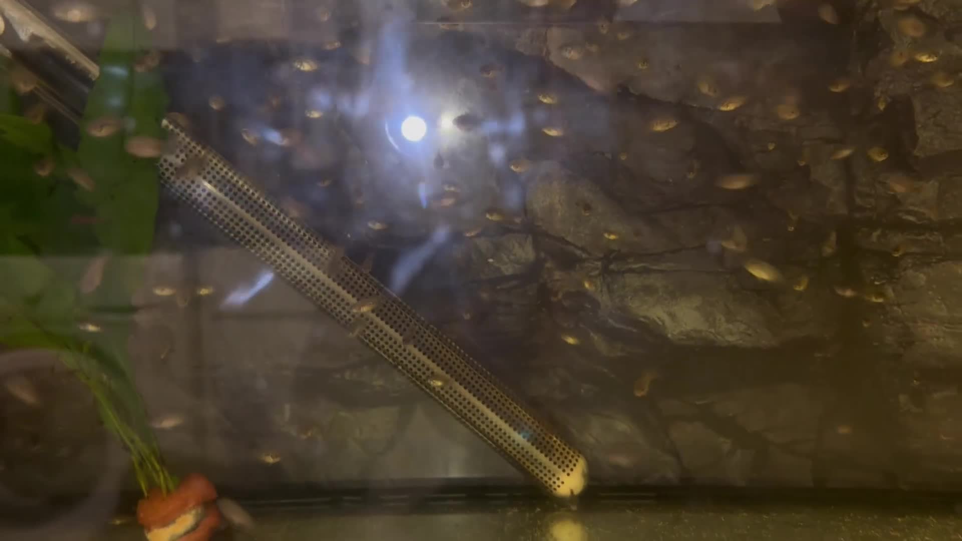 Cichlids fish for sale: Rainbow cichlids  - Video 1