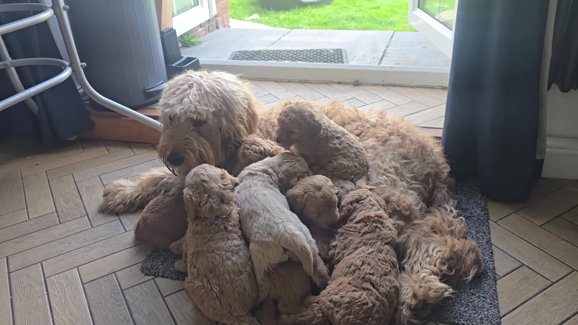 Mixed Breed dogs for sale: Australian Goldendoodle  - Video 5