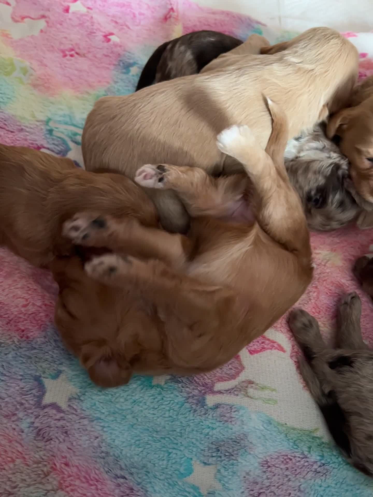 Cockapoo dogs for sale: F1 Cockapoo puppies - Video 1