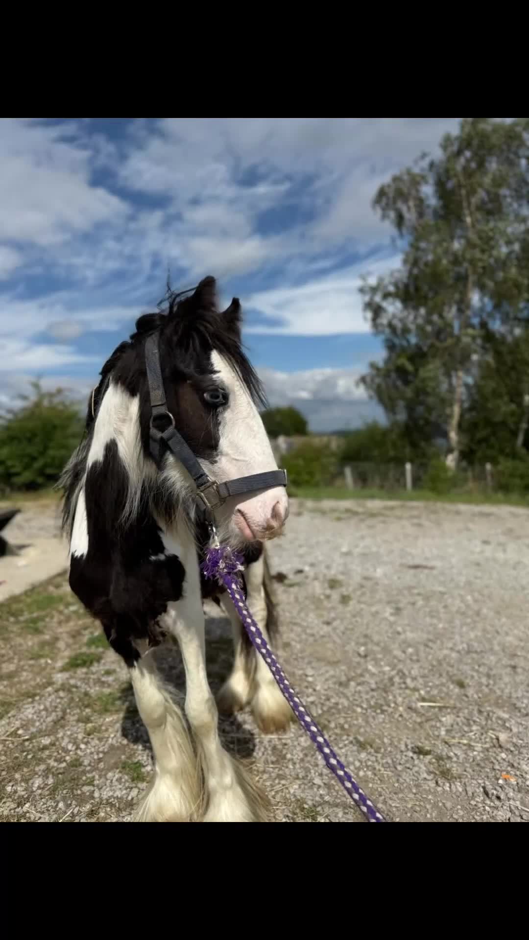 Irish Cob horses for sale: beautiful bingo 😍 - Video 1