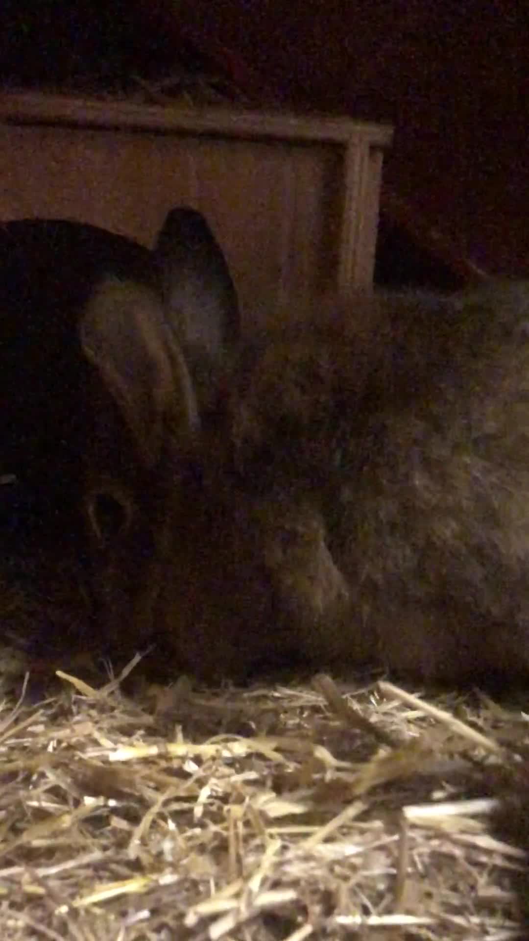 Mixed Breed rabbits for sale: Two 1 Year Old Bunnies Needing To Be Re-Homed - Video 1