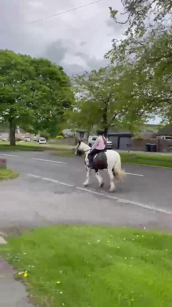 Irish Cob horses for sale: OAKVILLE ANASTASIA  - Video 4