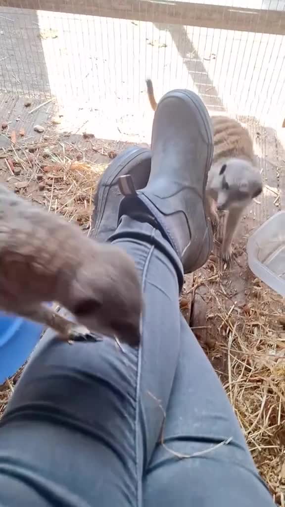 Mixed Breed livestock for sale: Pair of Meerkats  - Video 1
