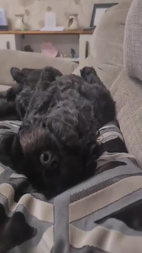 Cockapoo dogs for sale: Loving 5 Yr old cockapoo female  - Video 1