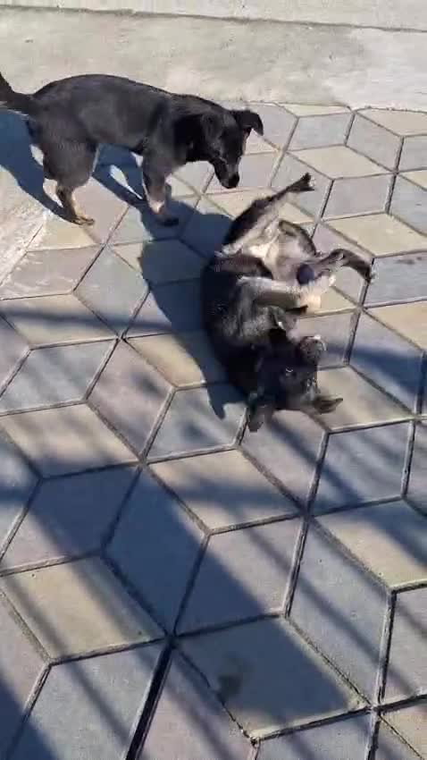 Mixed Breed dogs for adoption: 🐾🌸 LIA – The Railway Miracle Baby 🌸🐾 - Video 3