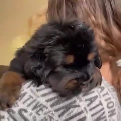 Tibetan Mastiff dogs for sale: 🌟 Meet Our Majestic Tibetan Mastiff Puppies! 🌟 - Video 1