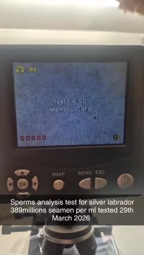 Labrador Retriever dogs for stud: 💥kc registered silver labrador stud💥 - Video 1