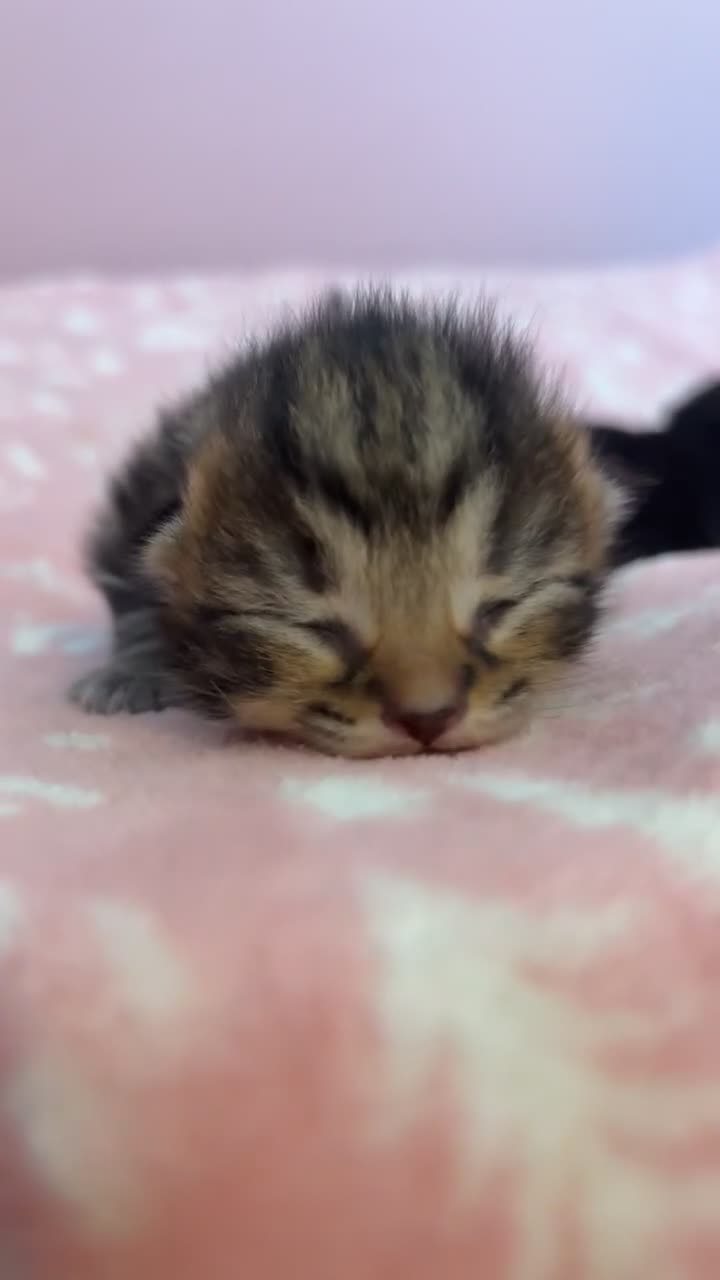 Mixed Breed cats for sale: 4 beautiful kittens  in Wallasey - Video 2