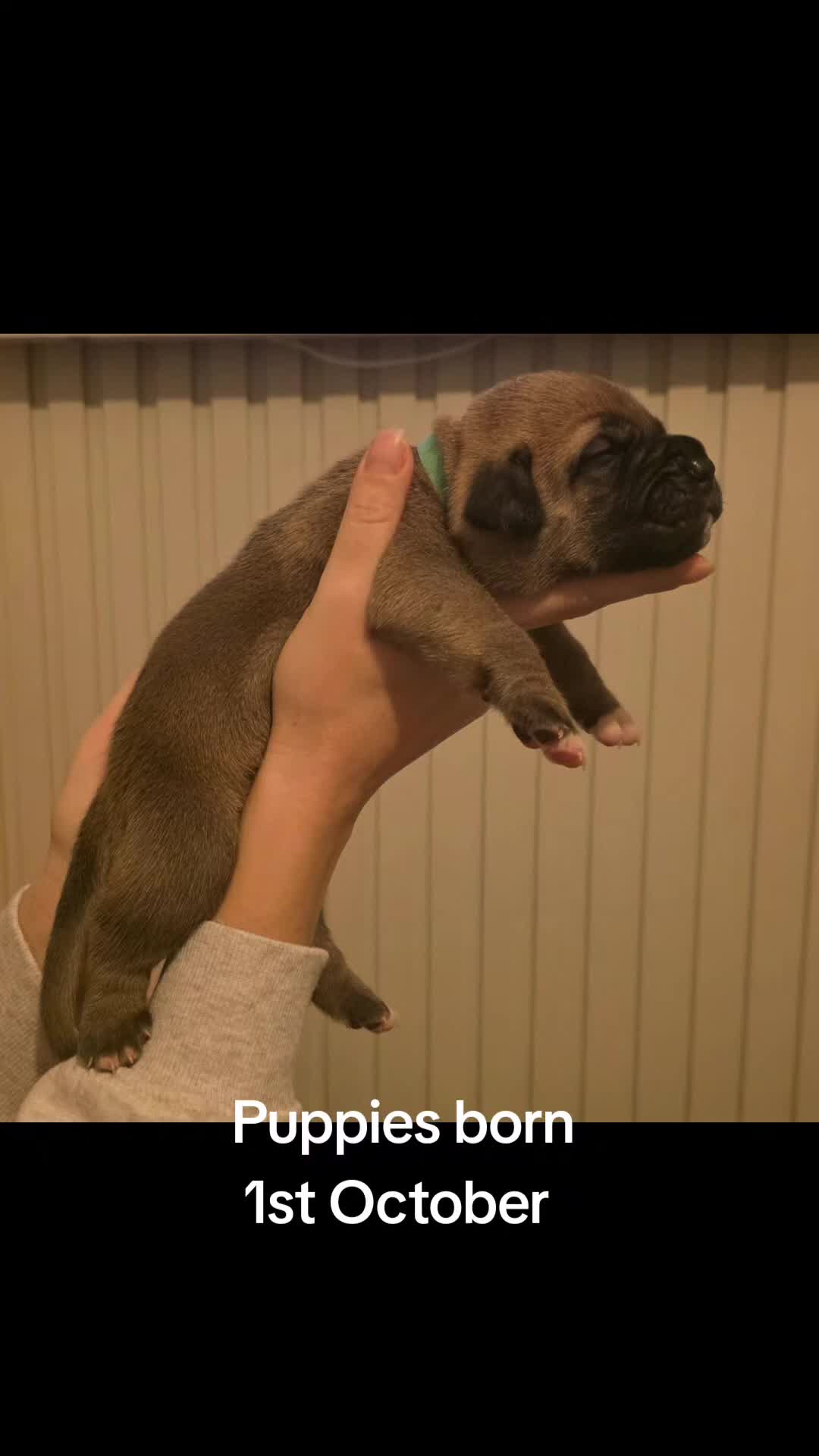 Mixed Breed dogs for sale: Adorable Bull Bordeaux Puppies  - Video 1